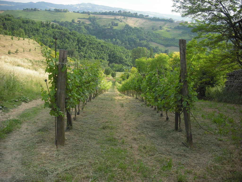Agriturismo Biologico Villa Rosa Monte Guiduccio 외부 사진